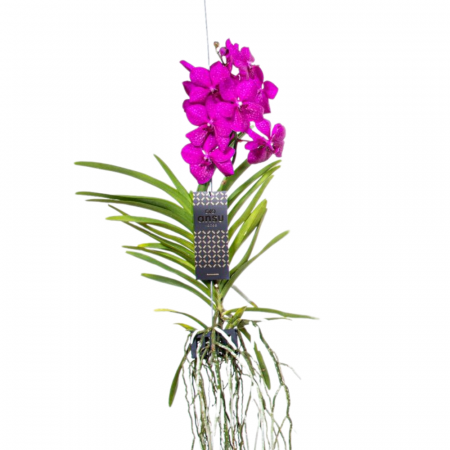 Orhidee - Orhidee VANDA cu flori roz și cu agățătoare
