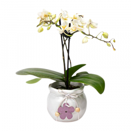Orhidee - Orhidee Phalaenopsis cu flori albe în ghiveci ceramic cu decorațiune