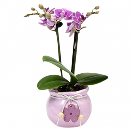 Orhidee - Orhidee Phalaenopsis cu flori roz în ghiveci ceramic cu decorațiune
