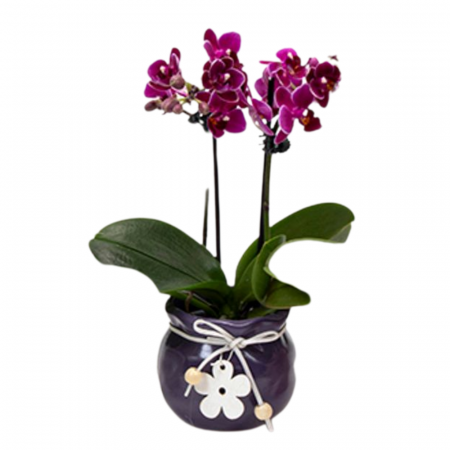 Orhidee - Orhidee Phalaenopsis cu flori grena în ghiveci ceramic cu decorațiune