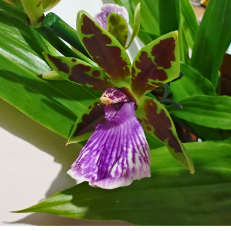 Plante speciale - Orhidee Zygopetalum cu flori verzi-brune și labelum violet-roz, orhidee cu parfum extrem de intens
