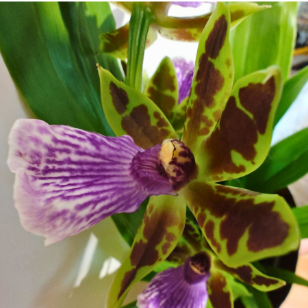 Orhidee Zygopetalum cu flori verzi-brune și labelum violet-roz, orhidee cu parfum extrem de intens [1]