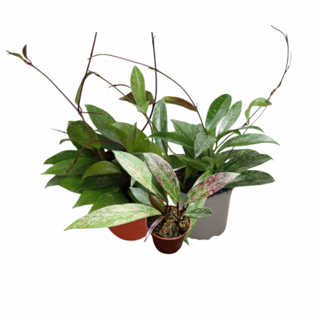 Pachete promoționale - Pachet promoțional Hoya pubicalyx: Standard, Splash și Silver Spot