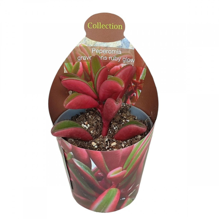 Suculente - Peperomia graveolens 'Ruby Glow'