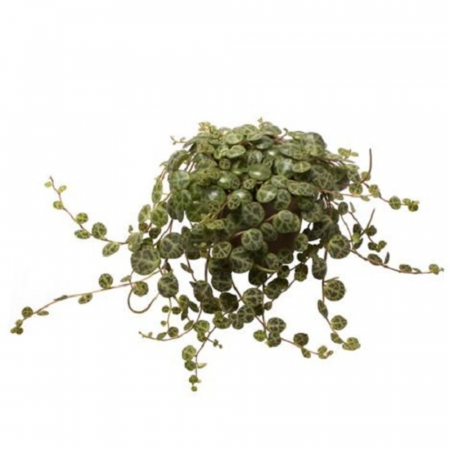 Peperomia Prostrata în ghiveci - frunze mici verzi cu model decorativ [1]