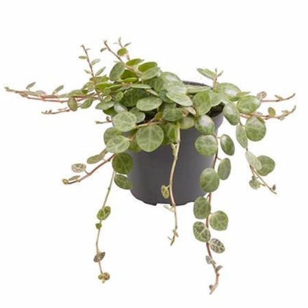 Suculente - Peperomia Prostrata în ghiveci - frunze mici verzi cu model decorativ