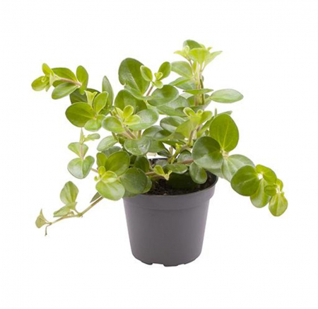 Suculente - Peperomia rotundifolia
