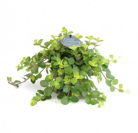 Peperomia rotundifolia [3]