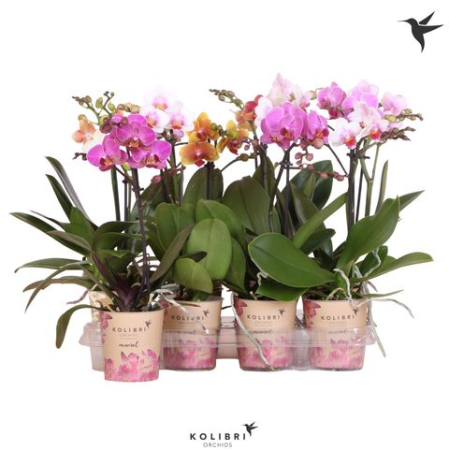 Oferta plante de interior B2B - Phalaenopsis LITTLE KOLIBRI MIX