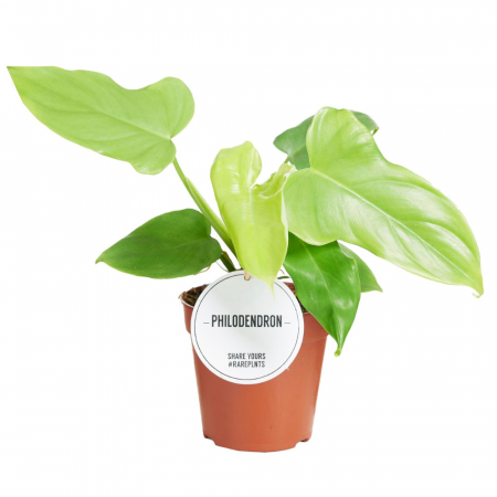 Philodendron - Philodendron bipennifolium 'Aurea'