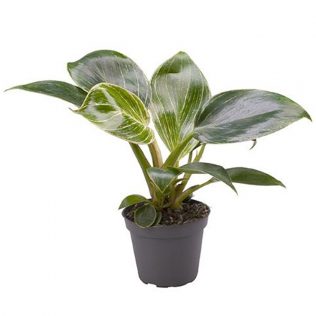 Ușor de întreținut - Philodendron BIRKIN / WHITE MEASURE