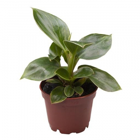 Philodendron BIRKIN / WHITE MEASURE [1]