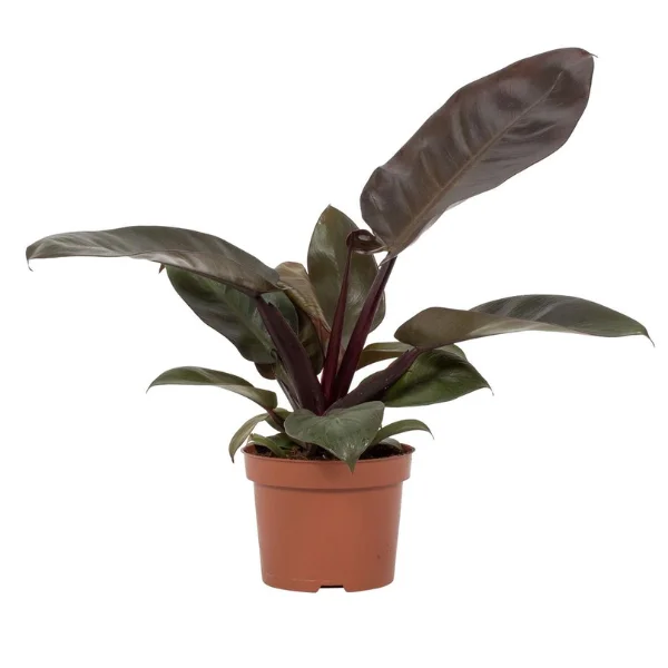Philodendron 'Black Cardinal' [1]