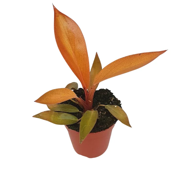 Plante speciale - Philodendron 'Black Cardinal'