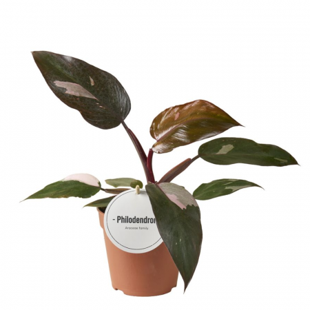 Philodendron - Philodendron Burgundy Princess în ghiveci – frunze închise cu nuanțe roșii