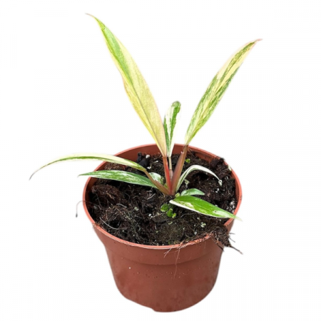 Plante speciale - Philodendron Caramel Marble în ghiveci – frunze în nuanțe caramel și roz