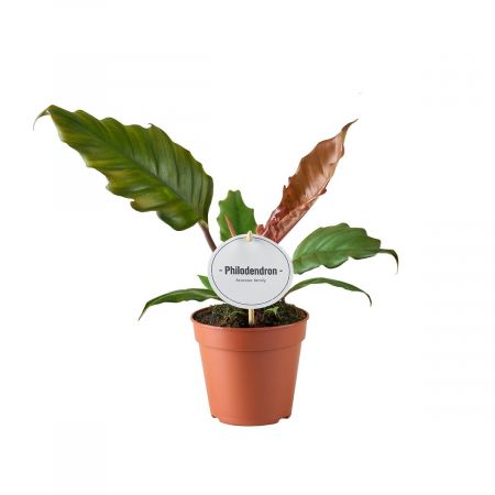 Philodendron 'Choco Empress' [1]