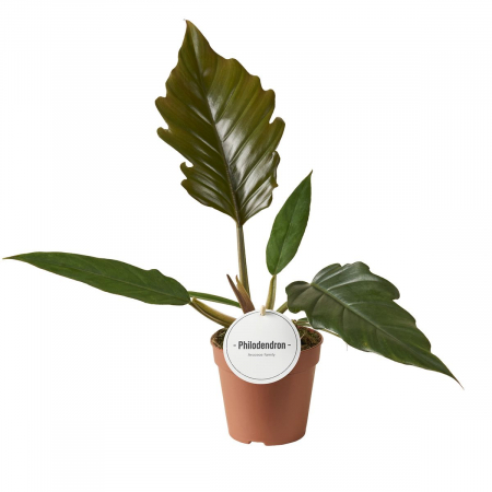 Philodendron - Philodendron 'Choco Empress'