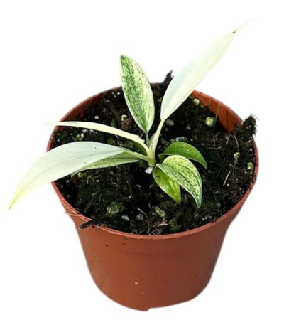 Philodendron - Philodendron Florida Ghost - rare hybrid with white and green lobed leaves