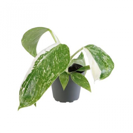 Plante speciale - Philodendron 'Jose Buono'