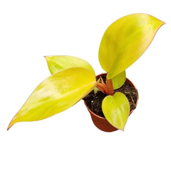 Plante speciale - Philodendron 'Mars'
