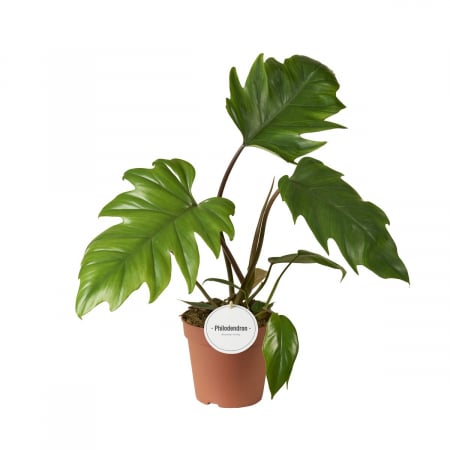 Philodendron - Philodendron Mayoi