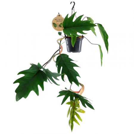 Ușor de întreținut - Philodendron Mayoi