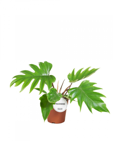 Philodendron Mayoi [1]
