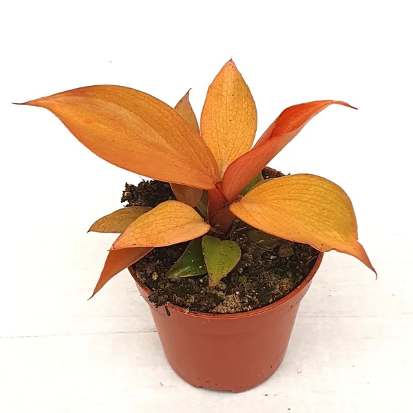 Plante speciale - Philodendron 'McColley's Finale'