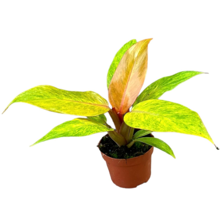 Philodendron - Philodendron 'Orange Marmalade' — cultivar cromatic cu frunze noi portocaliu-roșu aprins maturizându-se prin bronz cupru la verde închis, toate stadiile simultan