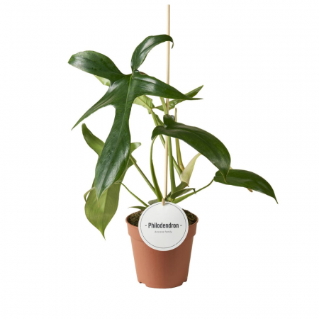 Plante de interior - Philodendron pedatum 'Glad Hands'