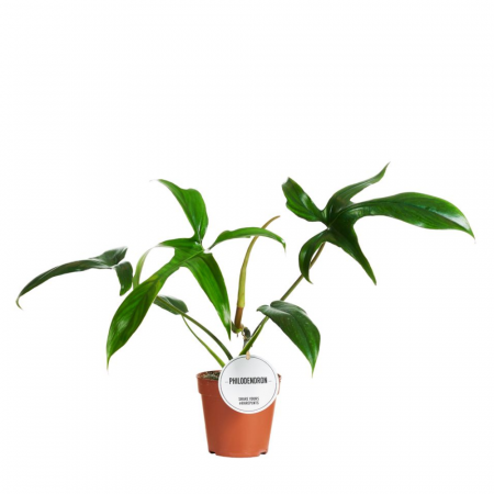 Philodendron pedatum 'Glad Hands' [1]