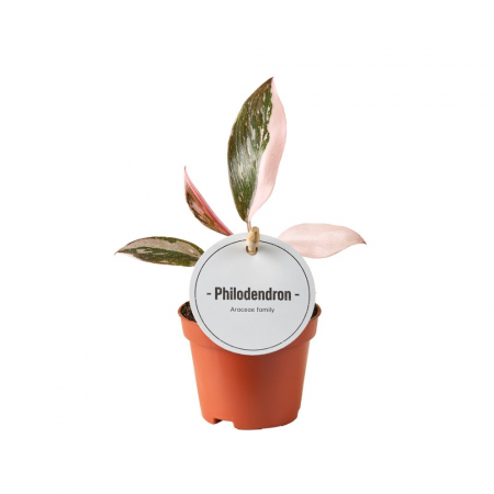 Plante de interior - Philodendron Pink Princess – frunze verzi cu pete roz în ghiveci