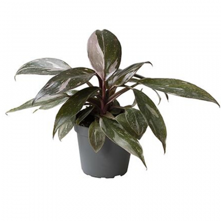 Philodendron 'Pink Princess Marble' [1]