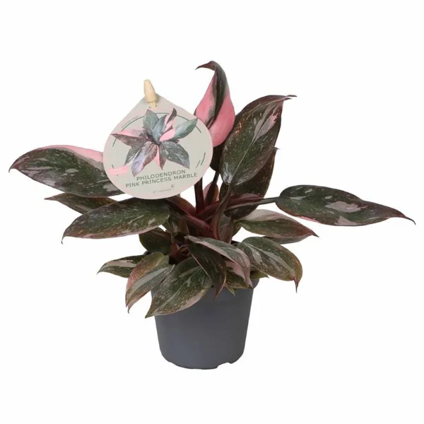 Plante de interior - Philodendron 'Pink Princess Marble'