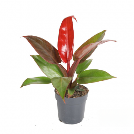 Plante de interior - Philodendron 'Red Sun'