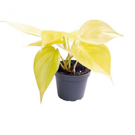 Ușor de întreținut - Philodendron Micans Lime în ghiveci, plantă de interior cu frunze verzi catifelate.