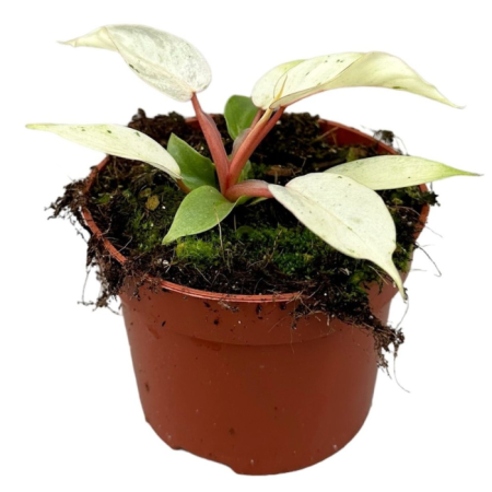 Philodendron - Philodendron 'Snowdrift' — hibrid spectaculos cu frunze mari cordate verde-închis și variegare dramatică alb-crem acoperind 50-70% din suprafață, aroid de colecție