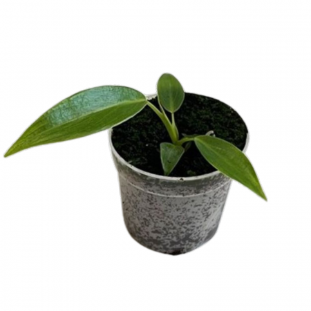 Plante speciale - Philodendron spiritus-sancti