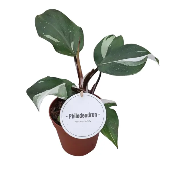 Philodendron - Philodendron 'White Knight'