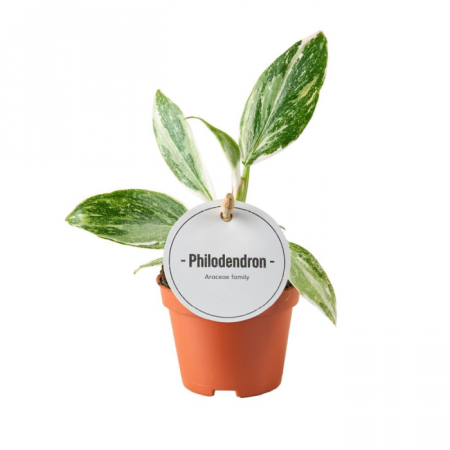 Ușor de întreținut - Philodendron White Princess în ghiveci, frunze variegate alb-verde