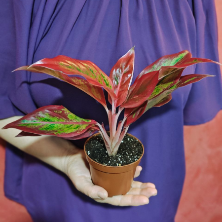 Aglaonema 'Crete Flame' [1]