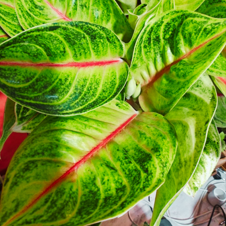 Aglaonema 'Iguana Red' [3]