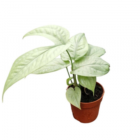 ... Alte plante de interior - Amydrium medium SILVER