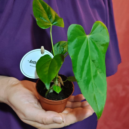 Anthurium Balaoanum în ghiveci, frunze lanceolate lucioase [1]