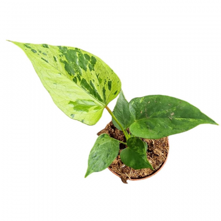 Anthurium CAIPIRINHA [1]