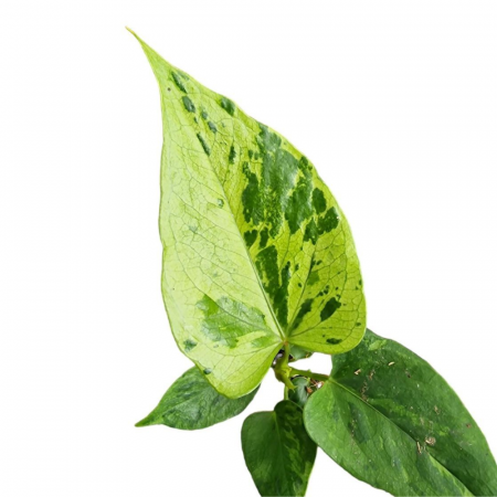 Anthurium CAIPIRINHA [2]