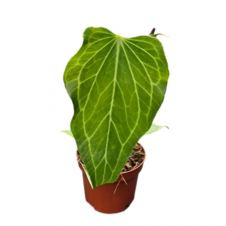 Anthurium 'Delta Force' [3]