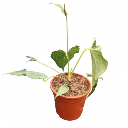 Anthurium 'Delta Force' [2]