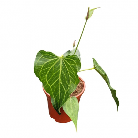 Anthurium 'Delta Force' [1]